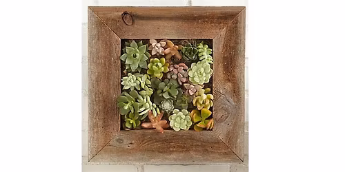 Rustic Cork, Lake Stevens- Succulent Shadow Box