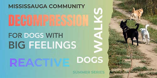 Decompression Walks | For Dogs With Big Feelings.