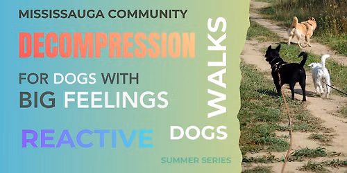 Decompression Walks | For Dogs With Big Feelings.
