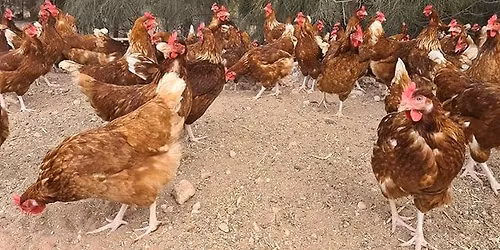 territory chook sale