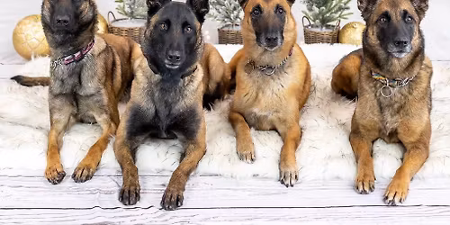 Christmas Photos with Kinsey Winger Photography.