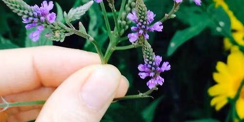 Late Spring Herb Walk- May 