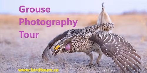 Dancing Grouse Photography Tours
