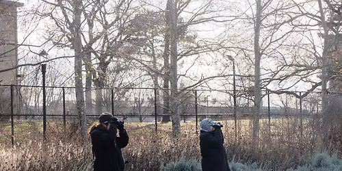 Christmas Bird Count