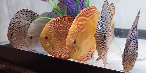 Minnesota Aquarium Society Plant Extravaganza 