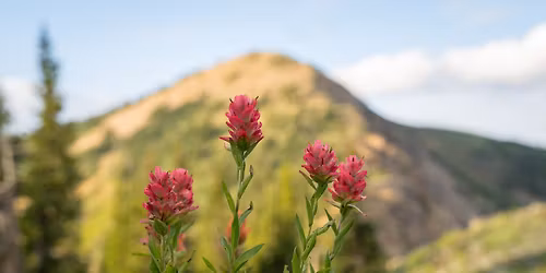 Wasatch Wildflower Festival