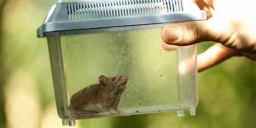 Wild in the Meadows (Trumpington Meadows): Small mammal trapping