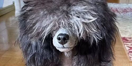 Grunden i vardagsv\u00e5rd f\u00f6r pudel