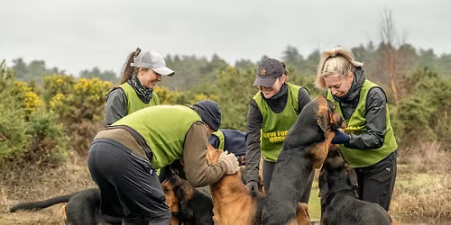 New Forest Hounds Meet at The Elm Tree