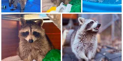Raccoon Yoga