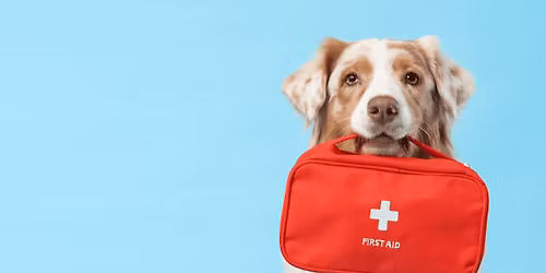 Dog First Aid Course BRISTOL