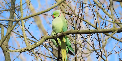 Slaapplaatstelling Halsbandparkieten