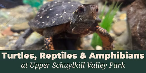 Turtles, Reptiles & Amphibians
