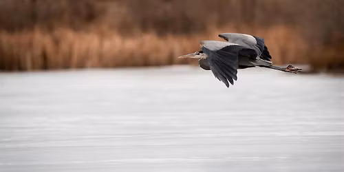 South Platte Birding Club - April Outing!