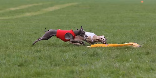 Lure Coursing tr\u00e6ning i Jylland