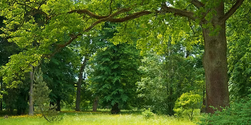 Homeschool Science Series: Forests, Trees & Decomposition Ages 5-8
