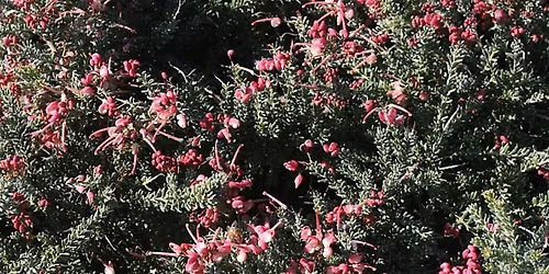 Low Water Ornamentals from Around the World