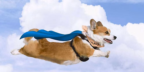 July 1st Canada Day corgi races!!!