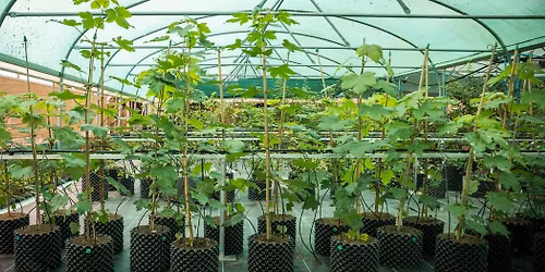 "Tree of Hope" Dedication Ceremony