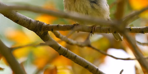 Fall Birding & Leaf-Looking Hike