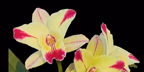 \ud83c\udf38\ud83c\udf3fJoin us at the monthly Columbus Orchid Society meeting \ud83c\udf3f\ud83c\udf38\n