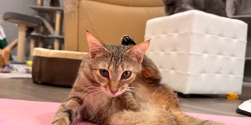 Pose and Purr Cat Yoga