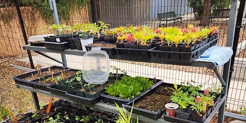 Fig and Plant Sale, and Social