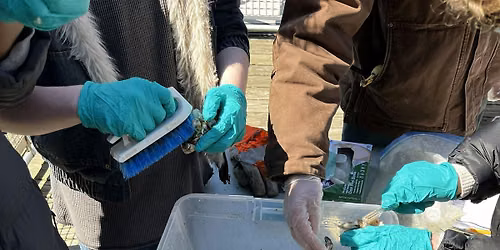 Oyster Monitoring