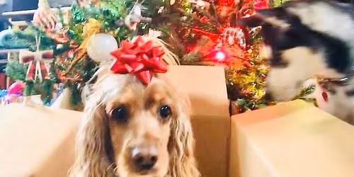 Malibu Country Mart Holiday with Death Row Dogs Rescue