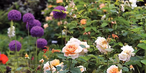 Behind the Scenes Tour: Rose Garden and Sunken Garden
