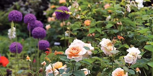 Behind the Scenes Tour: Rose Garden and Sunken Garden
