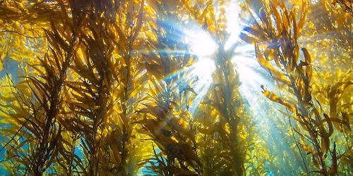 2 Day San Clemente and Santa Catalina Island Liveaboard