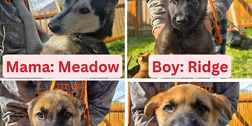 Mama Meadow\u2019s Puppy Yoga