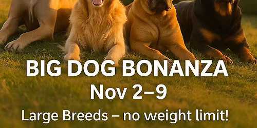 Big Dog Bonanza