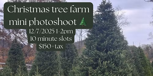 Christmas tree farm mini photoshoot with Amber Lynn Portraits \ud83c\udf32