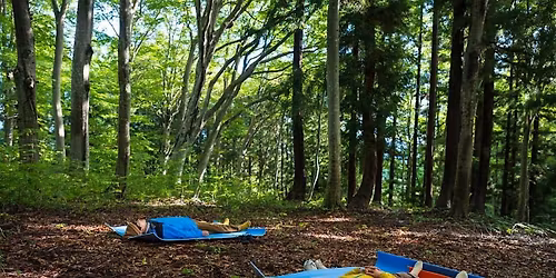 Morning Forest Bathing