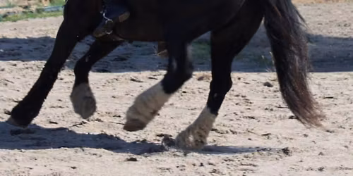 Kurs Working Equitation - Dressur & Working Trail