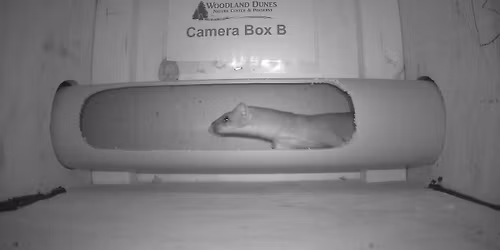 Guided Walk: Weasel Walk