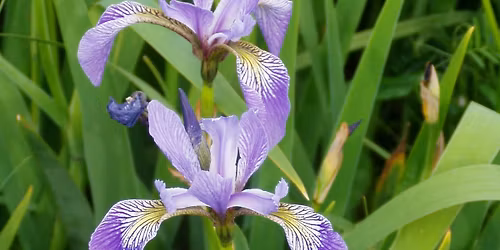 Native Seed Giveaway (Manor Park)