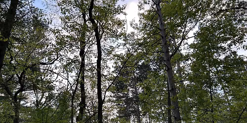 the earth is always holding us, summer forest bathing for challenging times