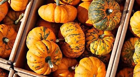 Fall garden party!