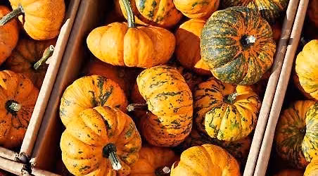 Fall garden party!