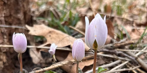 What's Happening Hike