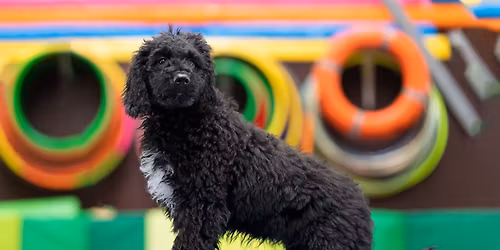 5-daagse Instructeurs opleiding Balans & Co\u00f6rdinatietraining