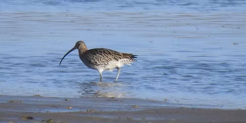 Guided Bird Walk around Hook-with-Warsash Nature Area