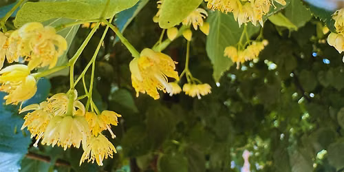 Recipes & Rituals for Community Care: Linden Love