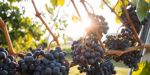 Afternoon Concert at Brandeberry Winery