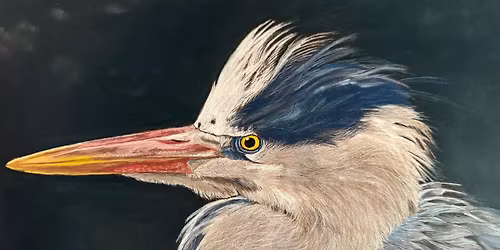 Wisconsin Wildlife through an Artist's Eyes