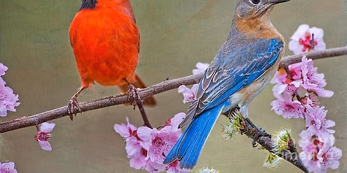 Red, White, and Blue Birding Walk