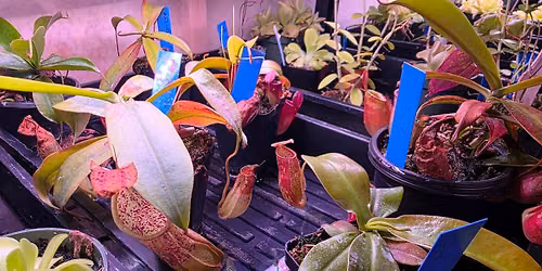 YEG Exotic Plant Crowd Open House Event - June 13 - Free Admission